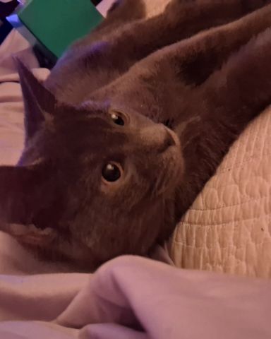 Cute Russian blue named Biscuits