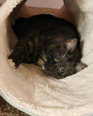 Cute cat named Twitch floof
