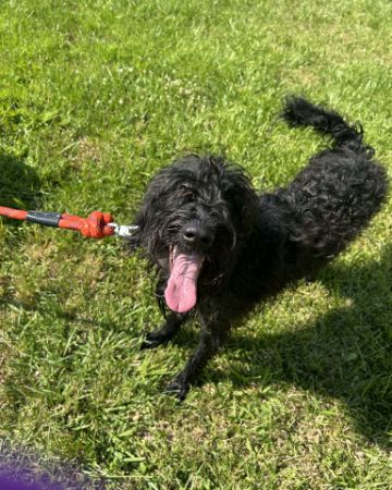 Cute Airdale/Wire-haired Pointer Griffin named Bellatrix