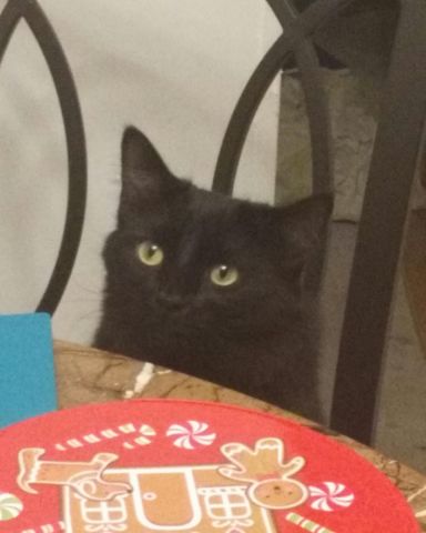 Cute Unsure named Sylvester