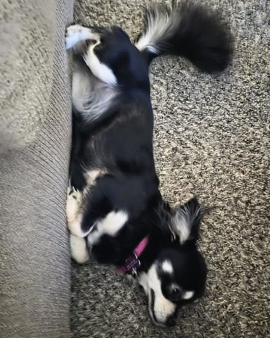 Cute Chihuahua named Mango 🥭