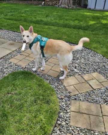 Cute Labsky named Bella
