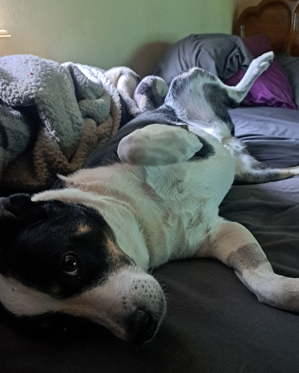 Cute Aussie/ Blue Heeler named Midi