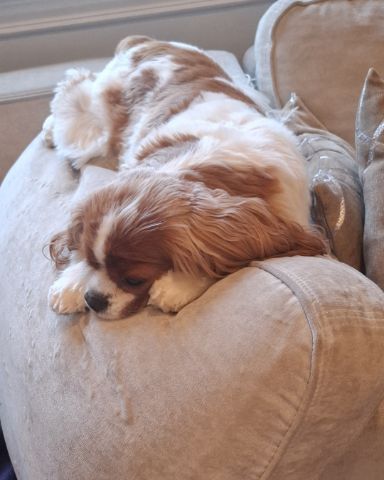 Cute Cavalier King Charles Spaniel named Arya