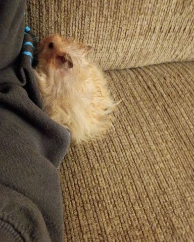Cute dog named Alex
