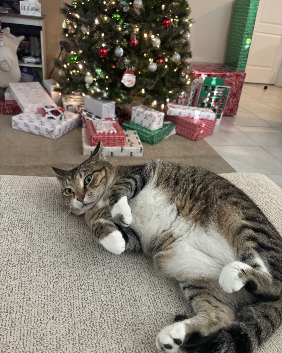 Cute cat named Jasper