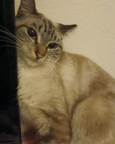 Cute Siamese lynx named Marie