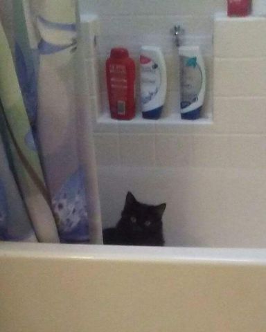 Cute Unsure named Sylvester