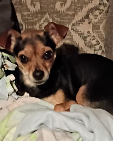 Cute dog named Zena