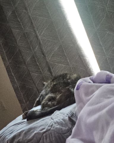 Cute fat named Snickers