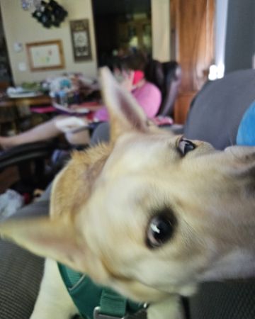 Cute Labsky named Bella