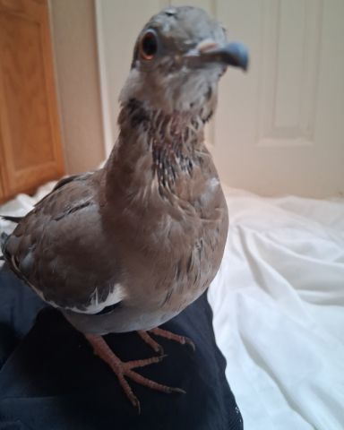 Cute white tipped dove named Derek
