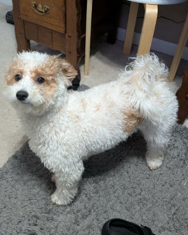 Cute Bichpoo named Honey Bun