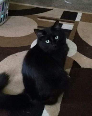 Cute Unsure named Sylvester