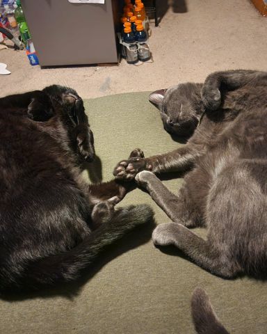 Cute cat named Happy, Rick, and Unity together