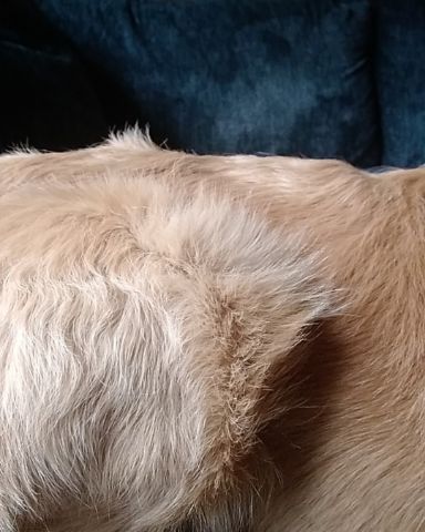 Cute golden retriever named thatdogbeso