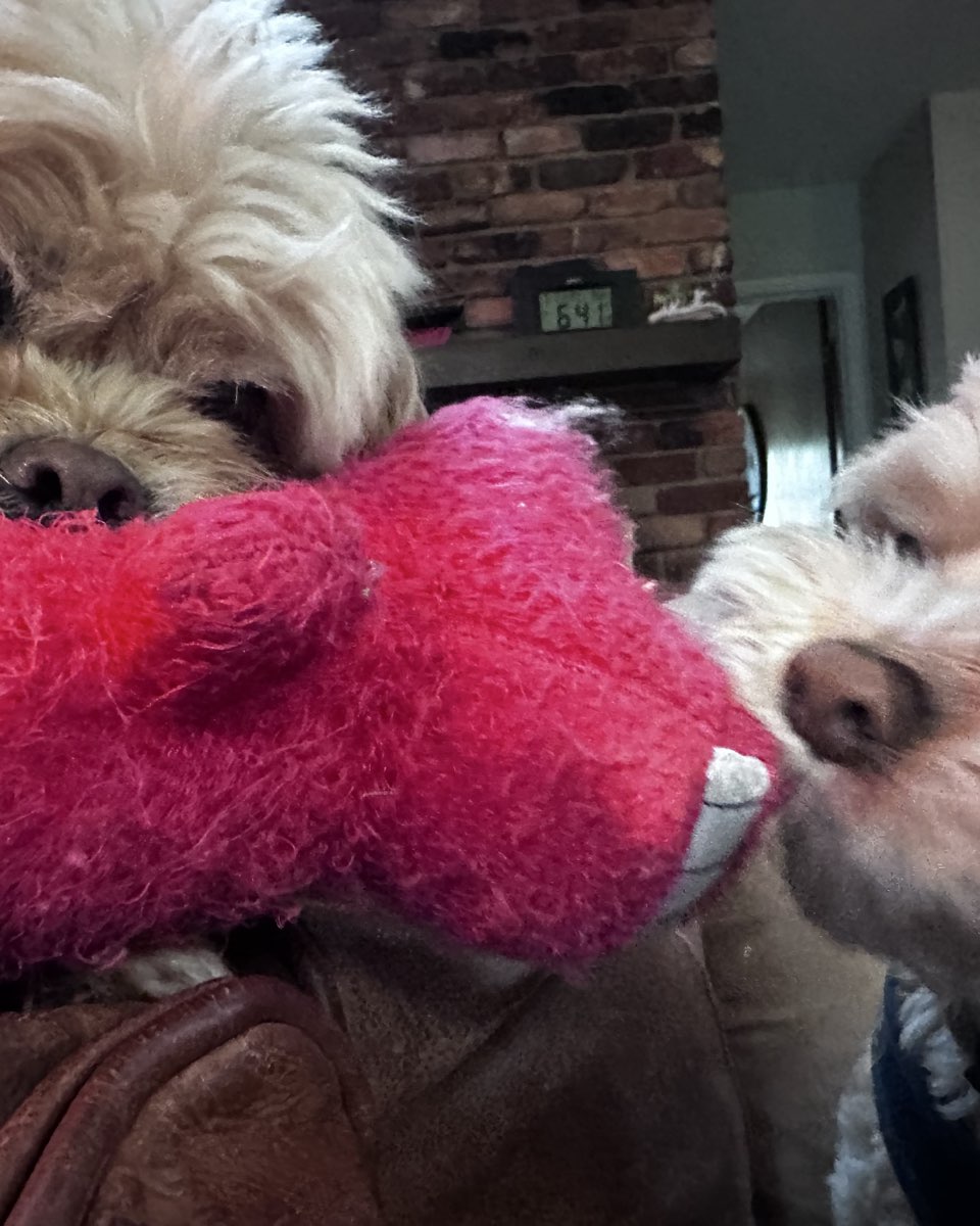 Cute dog named Chewie