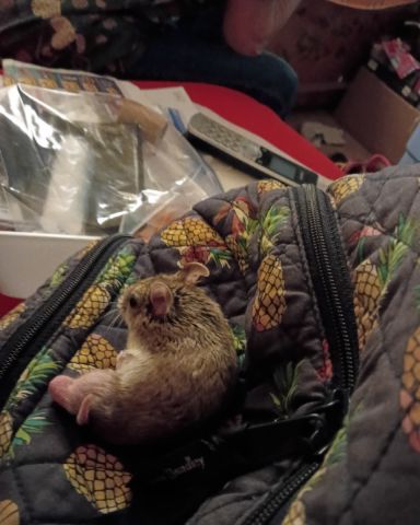 Cute cambell dwarf hamster named sam