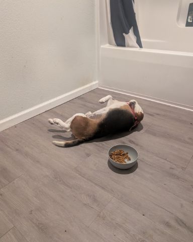 Cute beagle named Dudz