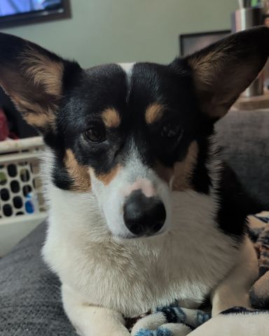 Cute Paran Brook Corgi named hazel