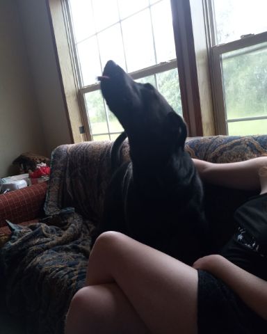 Cute black Lab named Titan