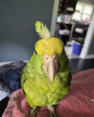 Cute a yellow headed Amazon named Saveastan