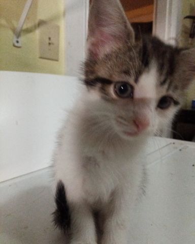 Cute cat named this is butter 🧈