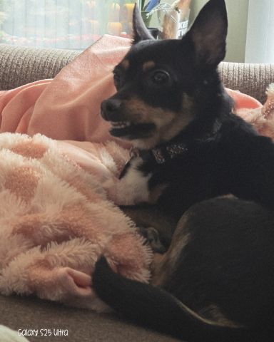 Cute terrier mix named Luci