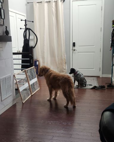 Cute dog named Jeffery