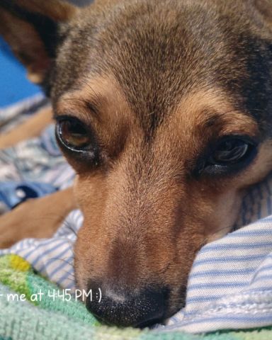 Cute female Chihuahua named joy