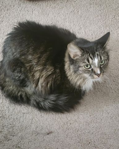 Cute cat named Jordan