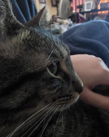 Cute cat named Coco