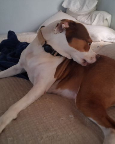Cute Australian shepherd pit bull mix named Daisy