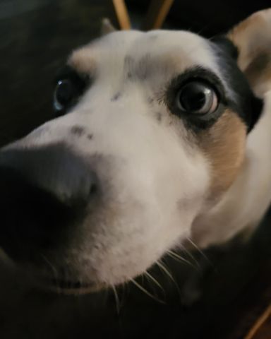 Cute dog named Billy