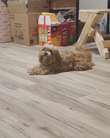 Cute half shitzu half Yorkie named Mia