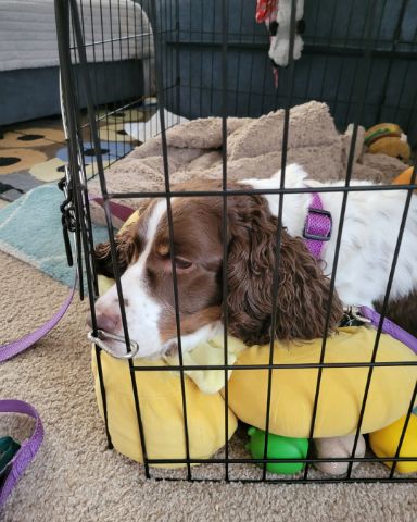 Cute English Springer Spaniel named Sparky