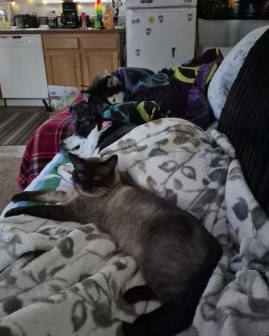 Cute siamese named blue
