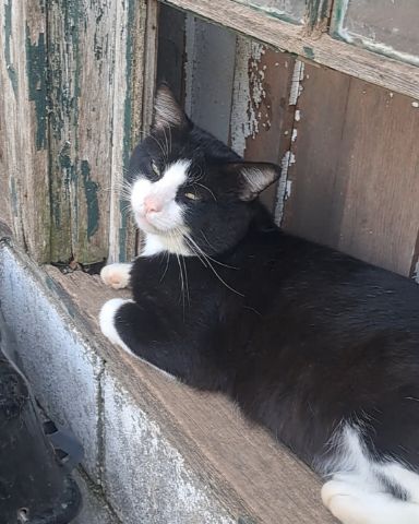 Cute Bobtail named Bear