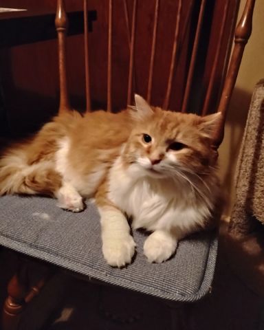 Cute cat named Lucky