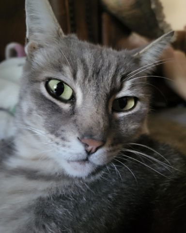 Cute Tabby named Jack