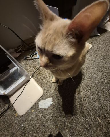 Cute Shorthair/Orange Tabby named Danny / Orange Slice