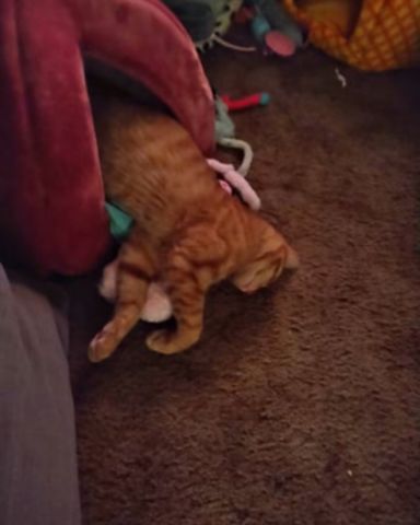 Cute tabby named Tiger