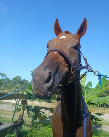 Cute TB;ARABIAN Cross named DEWY!