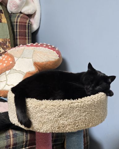 Cute cat named Balerion
