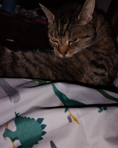 Cute Egyptian Tabby named Shadow