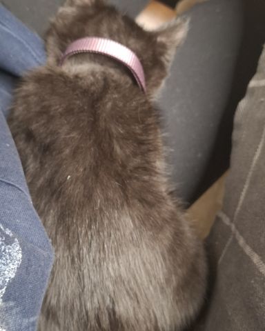 Cute Black cat named Aries