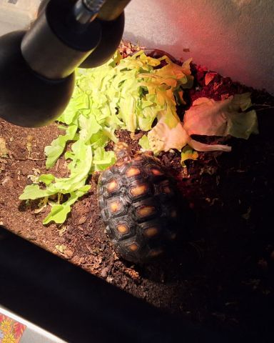 Cute Red footed tortoise named Master oogway