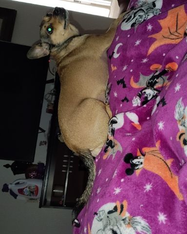 Cute female Chihuahua named joy