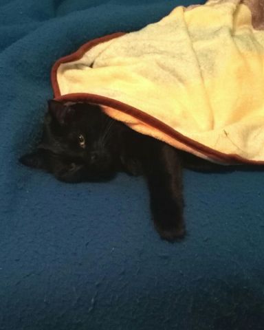 Cute Unsure named Sylvester