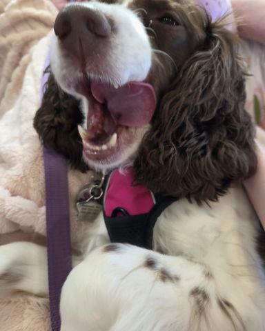 Cute English Springer Spaniel named Sparky